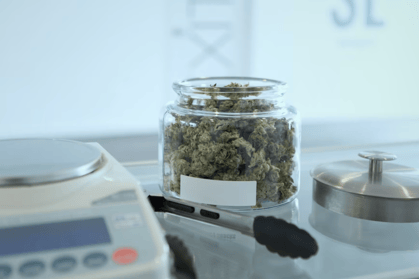 Navigating HR and Employment Laws for your Cannabis and Marijuana Business