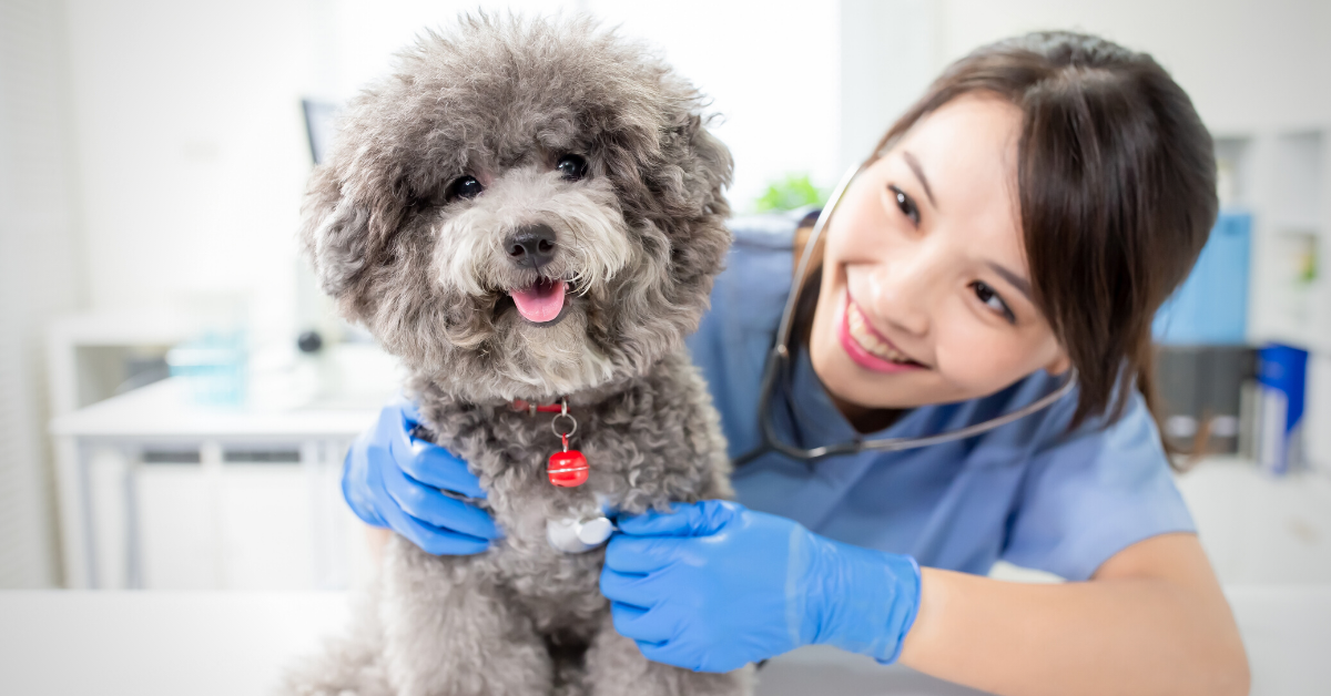 A Veterinarian's Guide to Paid Leave vs. Unpaid Leave